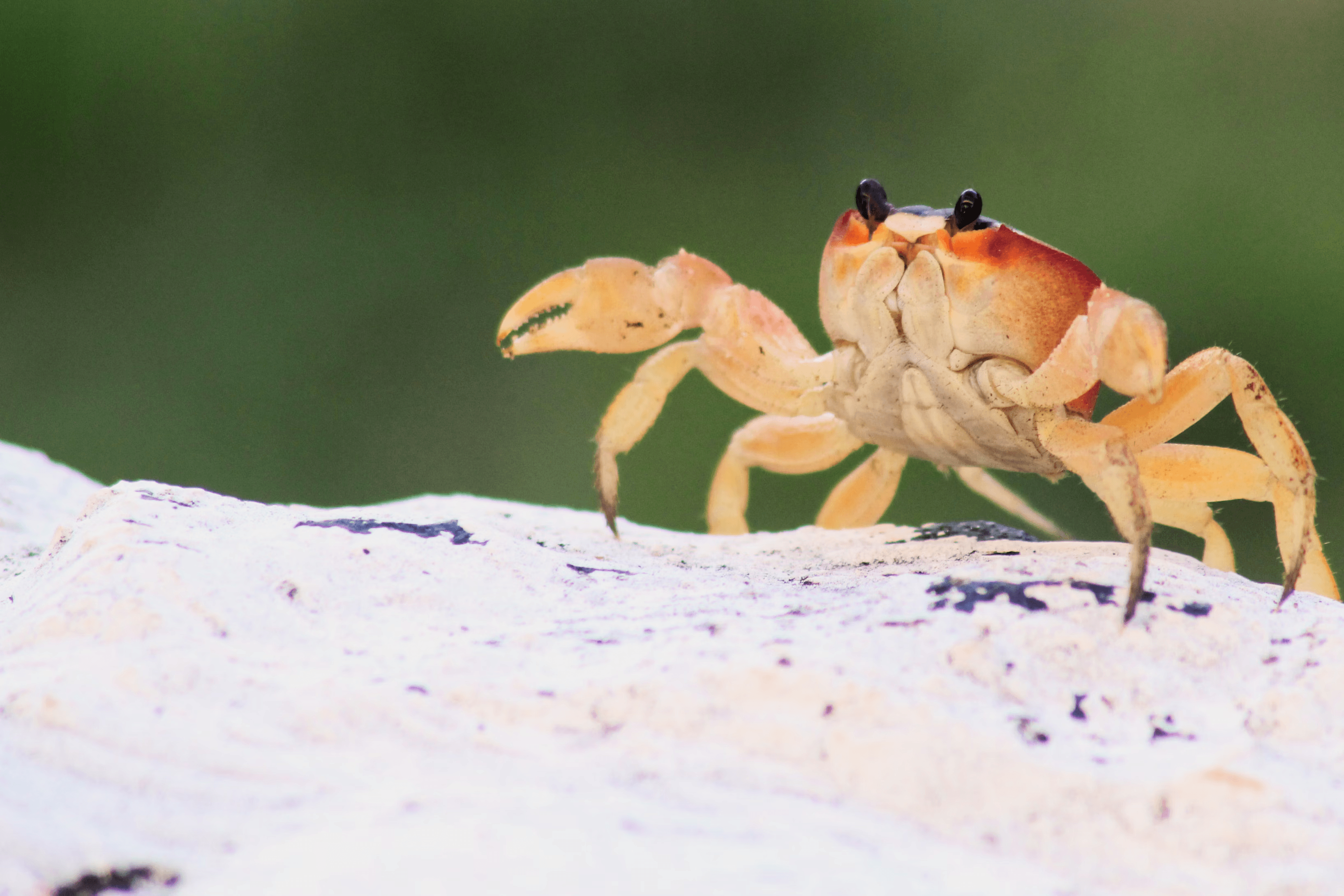 Cover image for ALP Rust is faster than C++